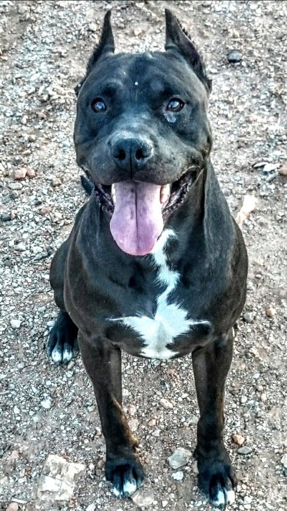 69Turon's tweet photo. Hola si alguien quiere pitbull muy bueno y obediente para monta que se ponga en contacto conmigo por privado https://t.co/uBaCIyfJk5
