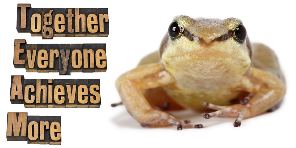 ecoindex's tweet photo. RT @amphibiansorg: Enter our new contest &amp; help save the Quito rocket frog from extinction! https://t.co/cugira29e2 https://t.co/PNl6lxJHX6