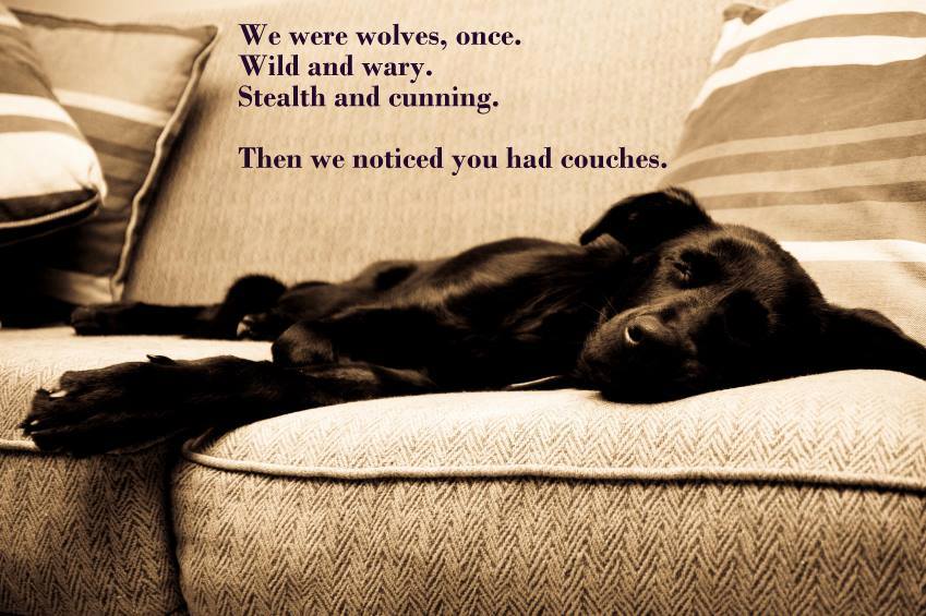 dogtrainingfun's tweet photo. https://t.co/Jd9zfnV95w