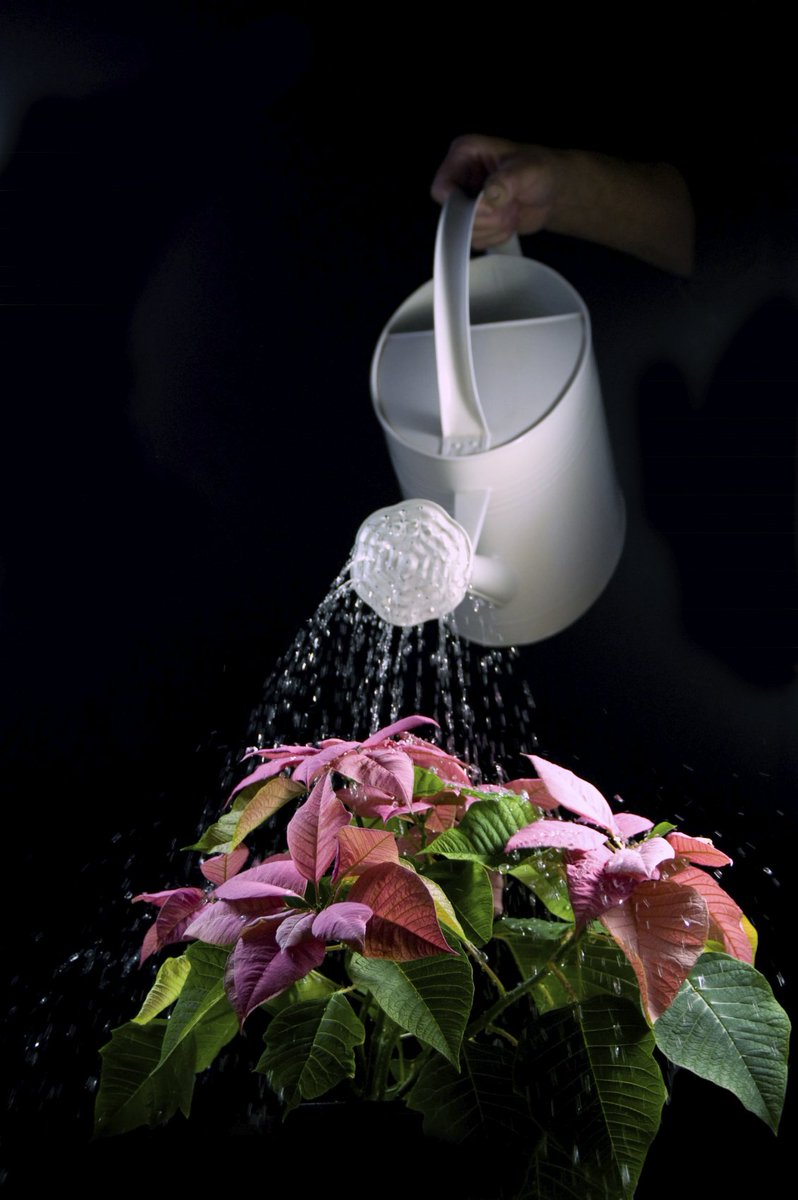 Vermijd kou, wind en direct zonlicht bij de Kerstster! Een temperatuur tussen 15°C en 22°C is het beste.