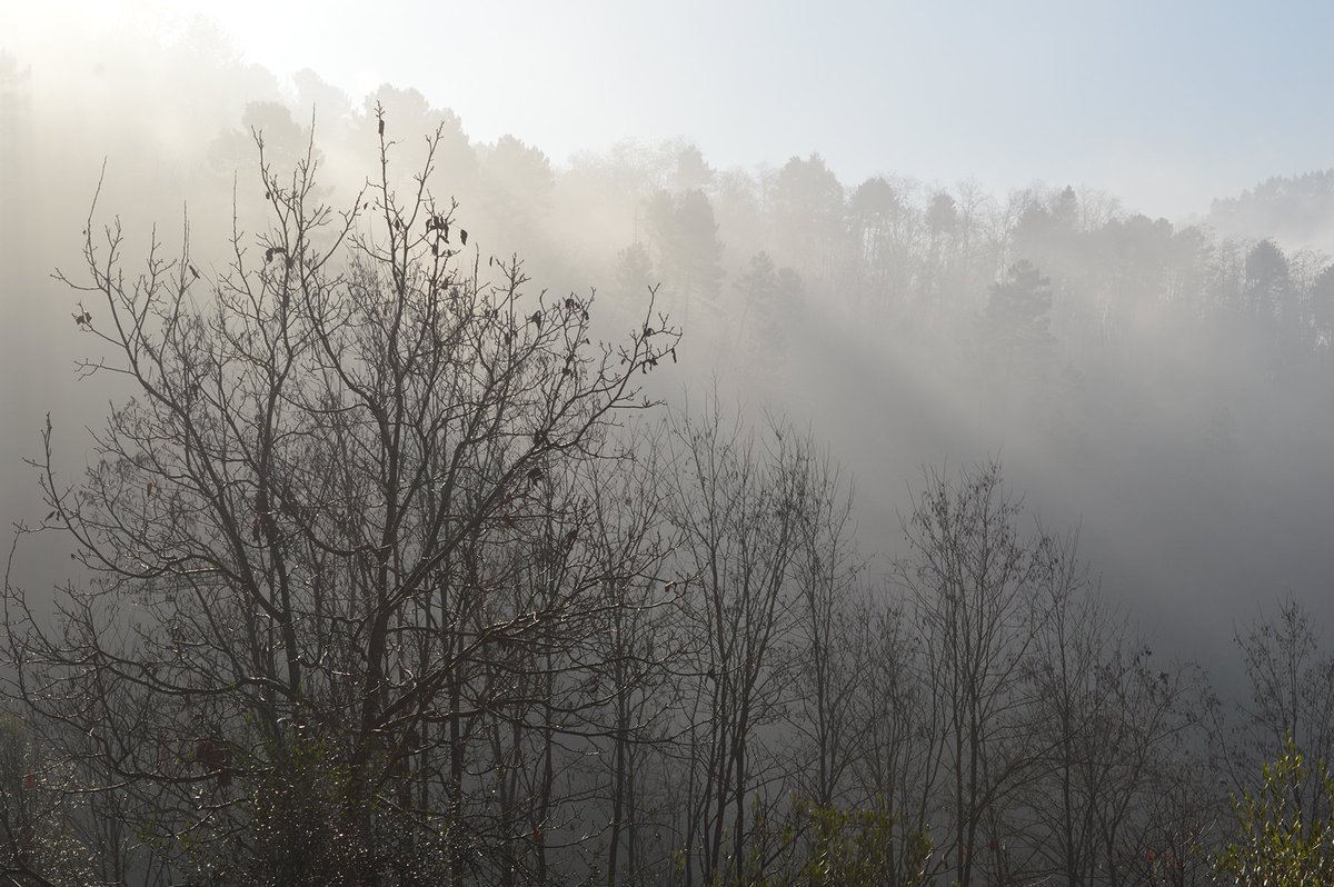 numero182pescia's tweet photo. Beautiful winter sun through the mist #tuscanyinwinter https://t.co/OvfHxtlldo
