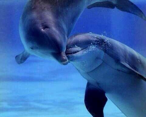 Learn how to kiss from...a dolphin !!