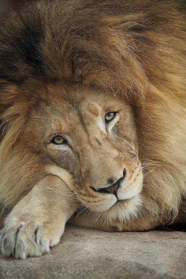 Unemployment is bad. Even a lion becomes sad because of it.