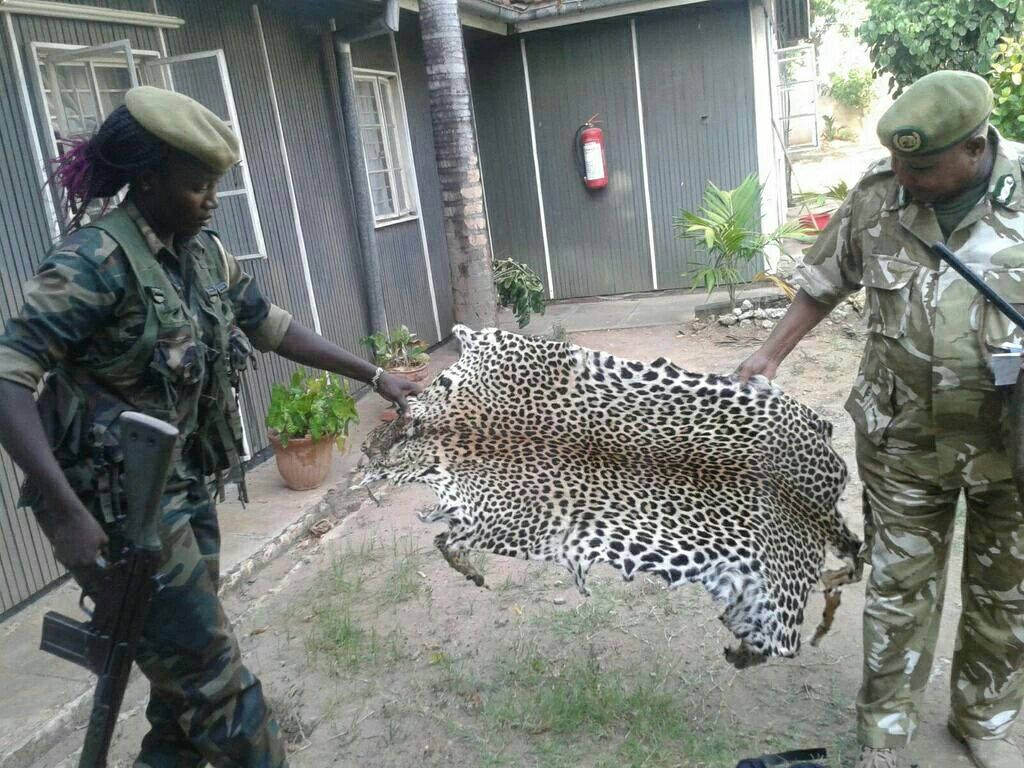 PwaniTraffic's tweet photo. Kenyan police today arrested two suspects and recovered rhino horns in the coastal city of Mombasa. https://t.co/3cFUnPskEN