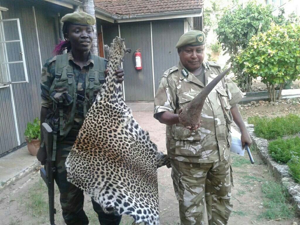 PwaniTraffic's tweet photo. Kenyan police today arrested two suspects and recovered rhino horns in the coastal city of Mombasa. https://t.co/3cFUnPskEN