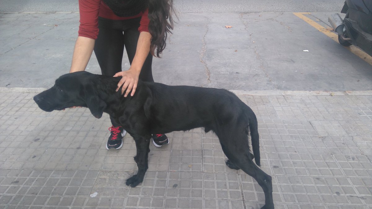 rociomd99's tweet photo. Haciendo el bien por ahí... #dog #Spot #abandoned https://t.co/No7IqgfYA0