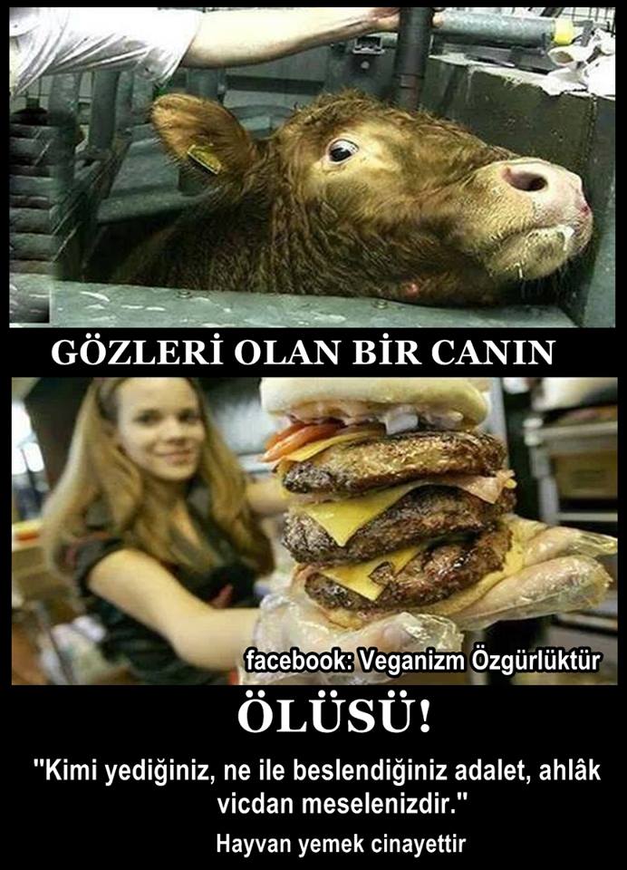 Aslında yok etmek ve acı, gündelik hayatlarda oldukça fazla mevcut. Bunun bir öznesi olma #vegan ol. özgür ol