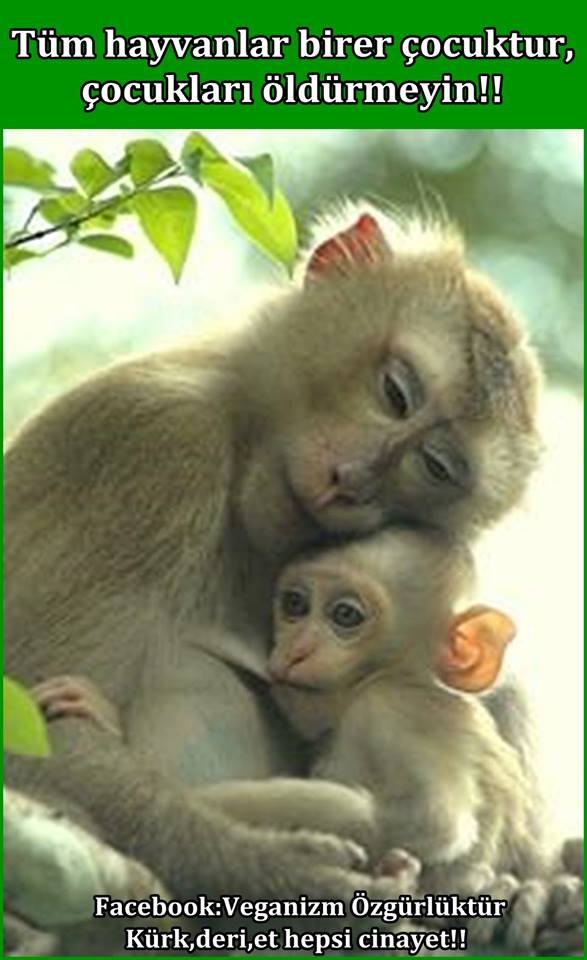 Çok çabuk  yayılan ve başlar başlamaz etkisini gösteren özgürlük hareketi : #vegan lık  Hızla Büyüyor.Sende Katıl !