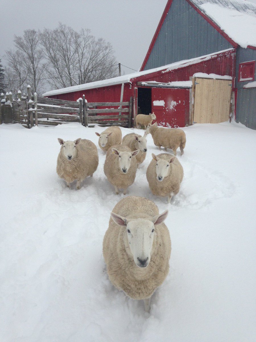 WooliesNS's tweet photo. Happy snowy Monday. #upperbrookfarming #christmasbarndoor https://t.co/cUQPHqu1qj