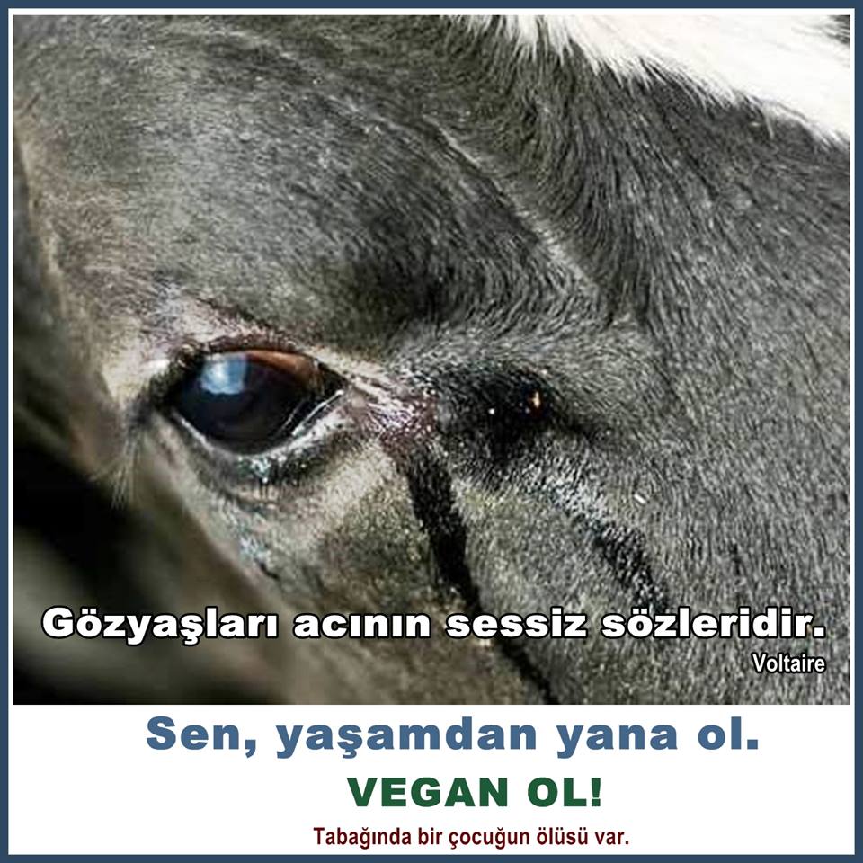 #SütaşkıBandosu Süt için bebeği çalınan inekler bando çalmaz,bebeklerinin arkasından günlerce ağlar. <a href="/SutasCiftligi/">Sütaş</a>