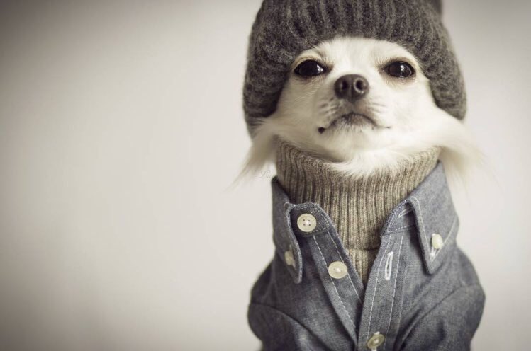 dapper_max tweet picture