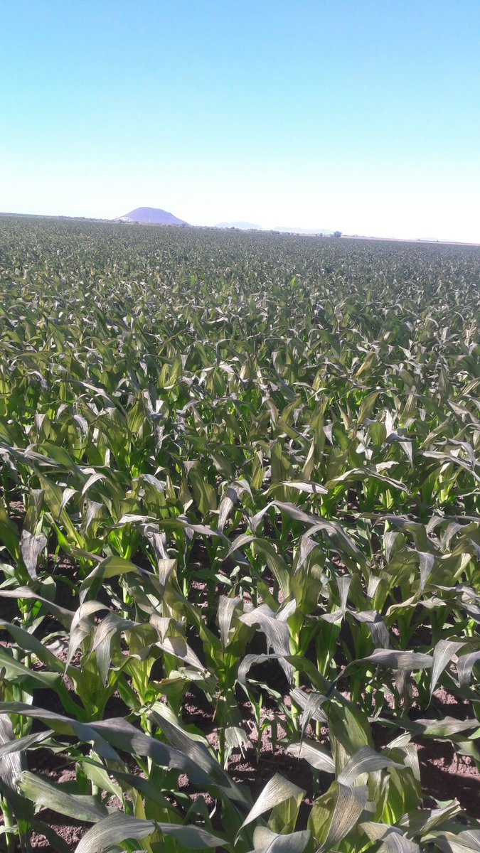 Existen las condiciones para que de solicite el programa Cadena: <a href="/CaadesSinaloa/">Caades Sinaloa, A.C.</a> @SAGARPA_mx