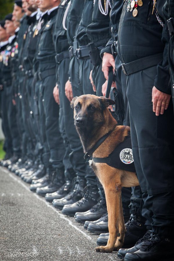 VictoriaS's tweet photo. French police K-9 Diesel being awarded posthumous Dickins Medal, the highest animal honor in the world. #RIP https://t.co/zbwGyFGOth