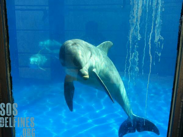 PartidoPACMA's tweet photo. Esperanza de vida en libertad: 60 años. 

Esperanza de vida en cautividad: máximo 20 años.

#InocentesDelfines https://t.co/N4gPNc7GMc