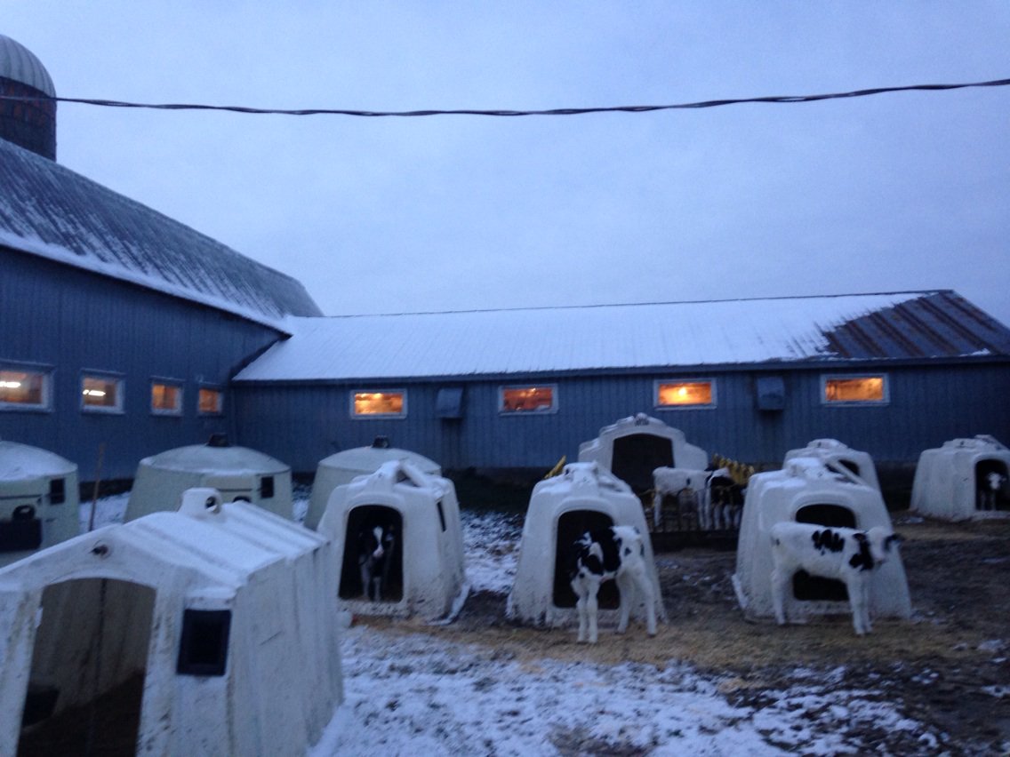 KevinSundborg's tweet image. 10 polled calves @polledbreeder @DairyBullsOnlin @cowgirl_red