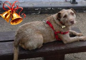 DogLostUK's tweet photo. 12 dogs of Christmas: Dog 5, Willow the terrier cross fled RTC at A1, Marston, Lincs. https://t.co/zLZHZELpBY https://t.co/9ry36IId1c