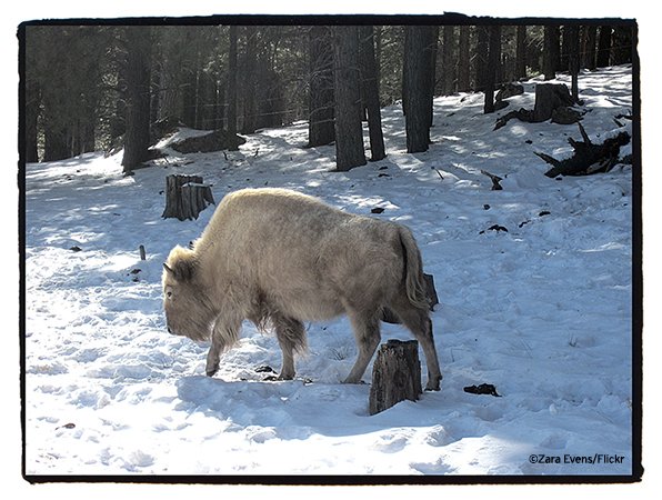 NWF's tweet photo. A white bison is 1 in 10 million! Learn abt white wildlife that fit into snowy landscapes https://t.co/YPdl9u1NjW https://t.co/0K1ttktDE3