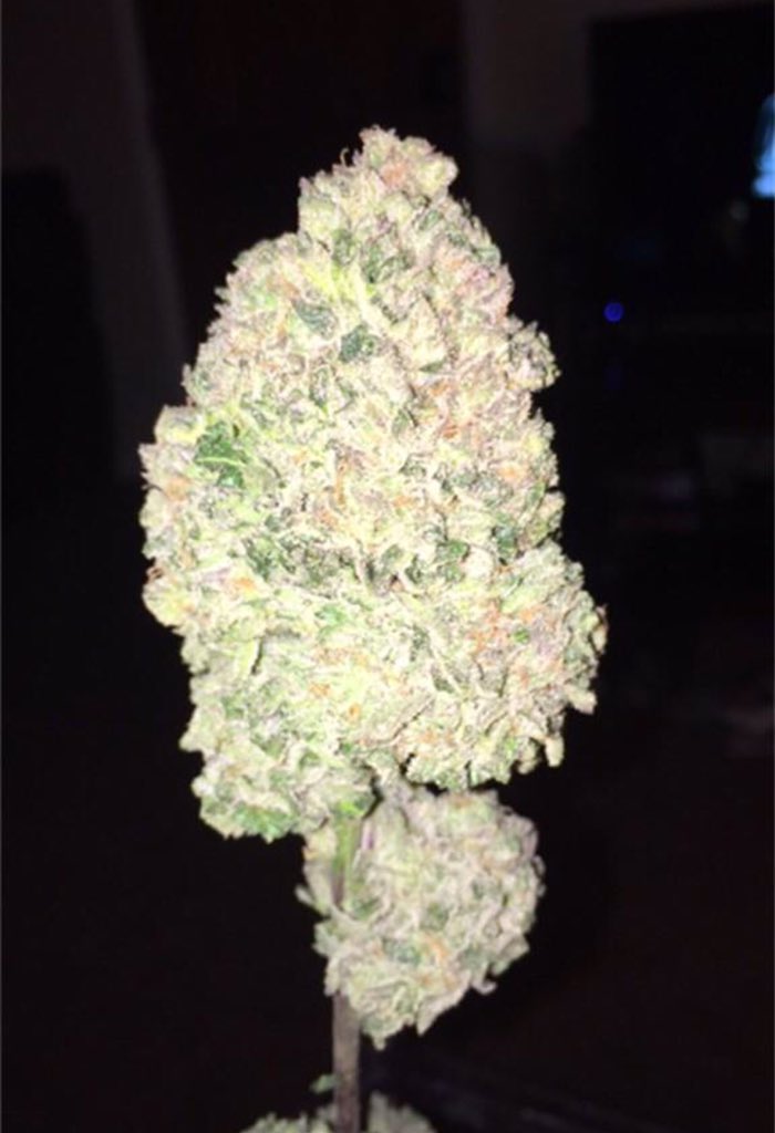 WeedReview420's tweet photo. Green Crack(Sativa)- Energetic,Happy,Uplifted high helps with Stress and Depression. Has a Sweet taste to it. 8/10🤘🏼 https://t.co/xHXOiQ0nqH
