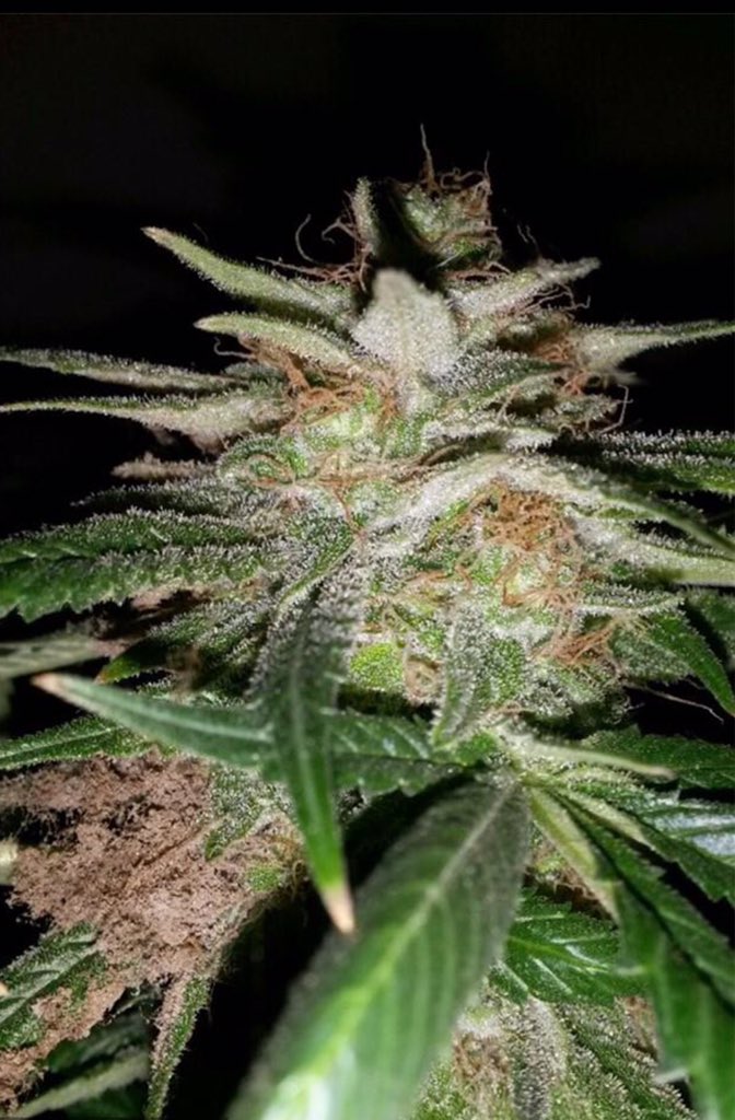 WeedReview420's tweet photo. Green Crack(Sativa)- Energetic,Happy,Uplifted high helps with Stress and Depression. Has a Sweet taste to it. 8/10🤘🏼 https://t.co/xHXOiQ0nqH