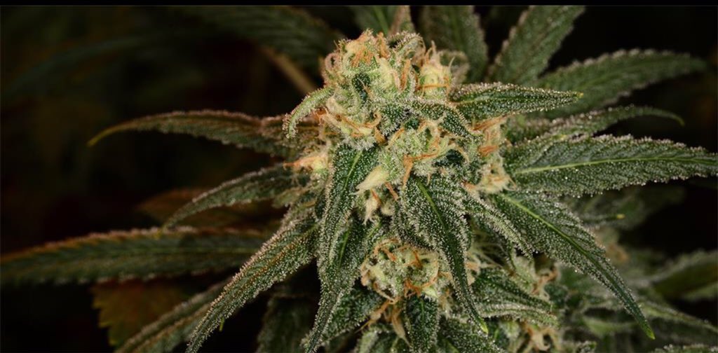 WeedReview420's tweet photo. Green Crack(Sativa)- Energetic,Happy,Uplifted high helps with Stress and Depression. Has a Sweet taste to it. 8/10🤘🏼 https://t.co/xHXOiQ0nqH
