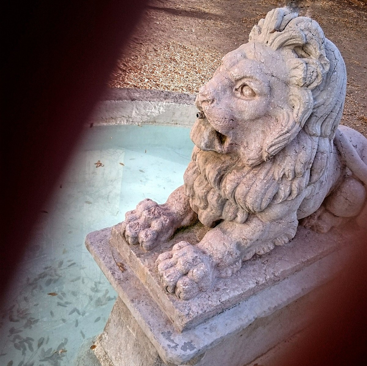 mismanosalmansa's tweet photo. 28/12/15. El león. #almansa @AlmansaCiudad https://t.co/vliQd0cwXA