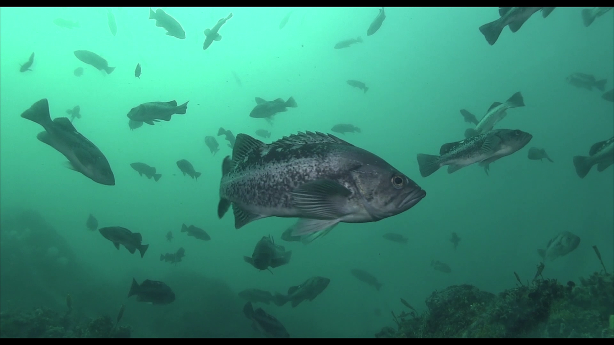 oceanfdn's tweet photo. Check out some great photos from our project Oregon Marine Reserves https://t.co/ZGLcMZ5zDk https://t.co/dinsCeLzX8