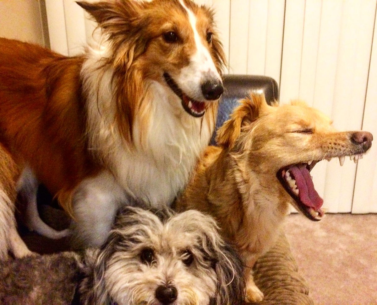 When the crew is lit 🍷🐶