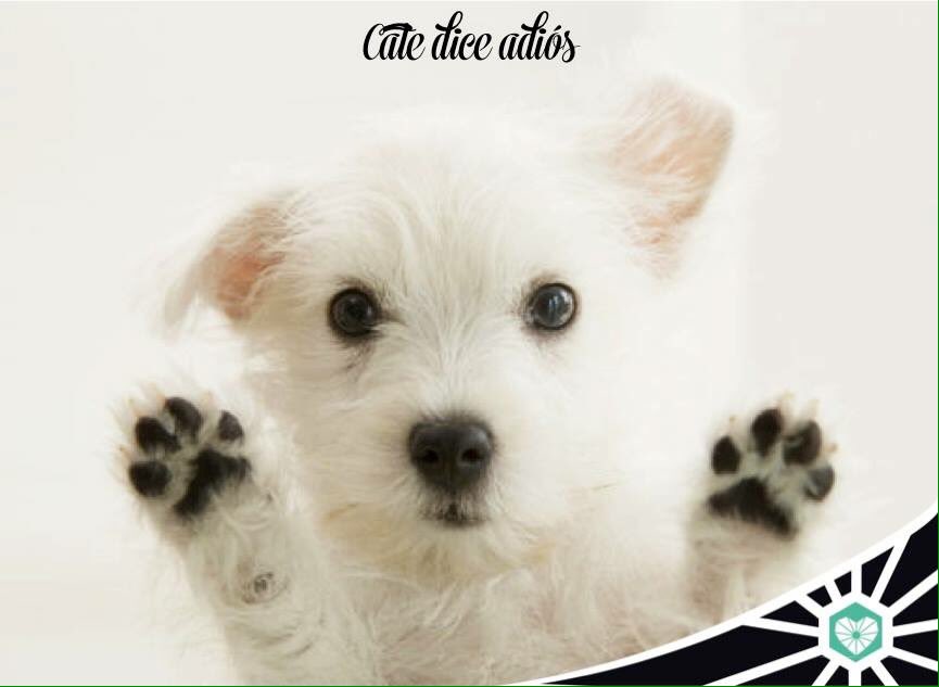 CatedeCorazon's tweet photo. Les informamos que ésta es la última semana de Cate, estaremos abiertos hasta el domingo 3.
#CateDiceAdiós ☘ https://t.co/zz5HD1AOSl