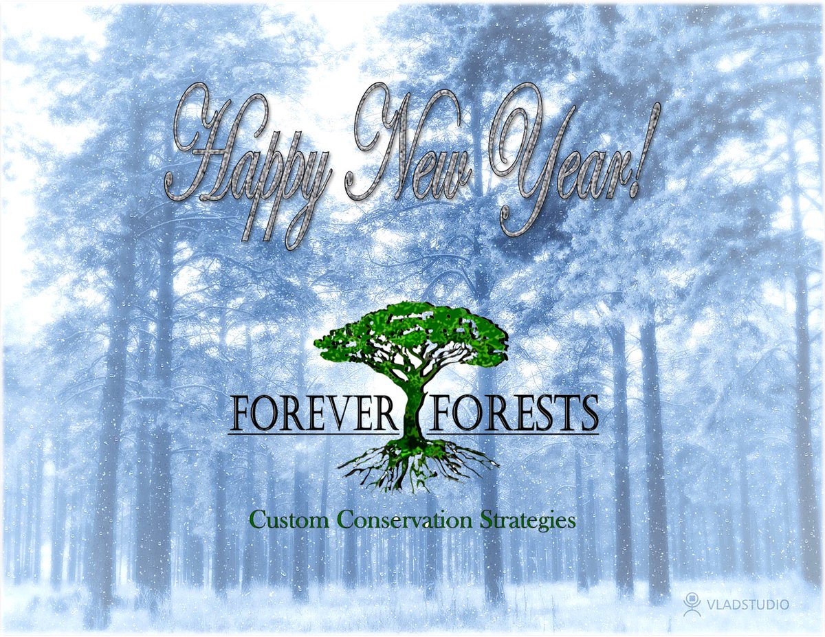 Forever Forests (@Forever_Forests) / Posts / X