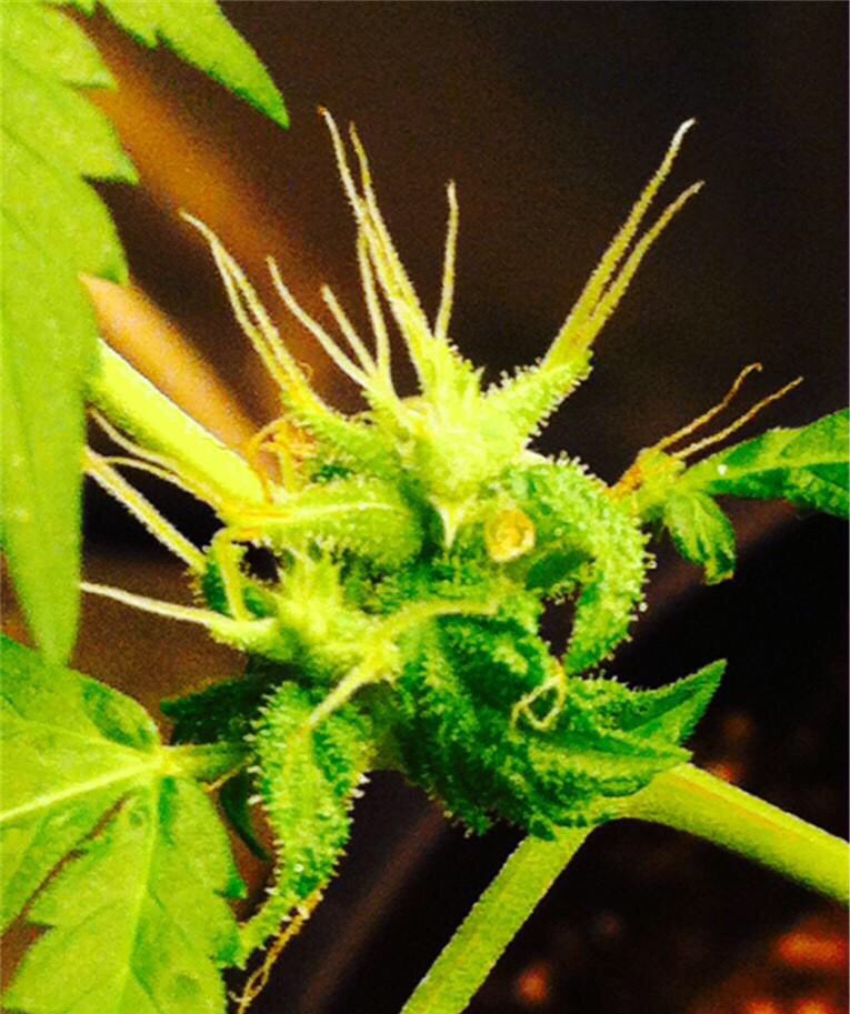 WeedReview420's tweet photo. Blue Dream(Hybrid)- Happy,Relaxed,Euphoric. Helps w/ Stress&amp;Depression. Blueberry &amp; Sweet taste. 9/10🤘🏼 https://t.co/8SkaTZorQ2