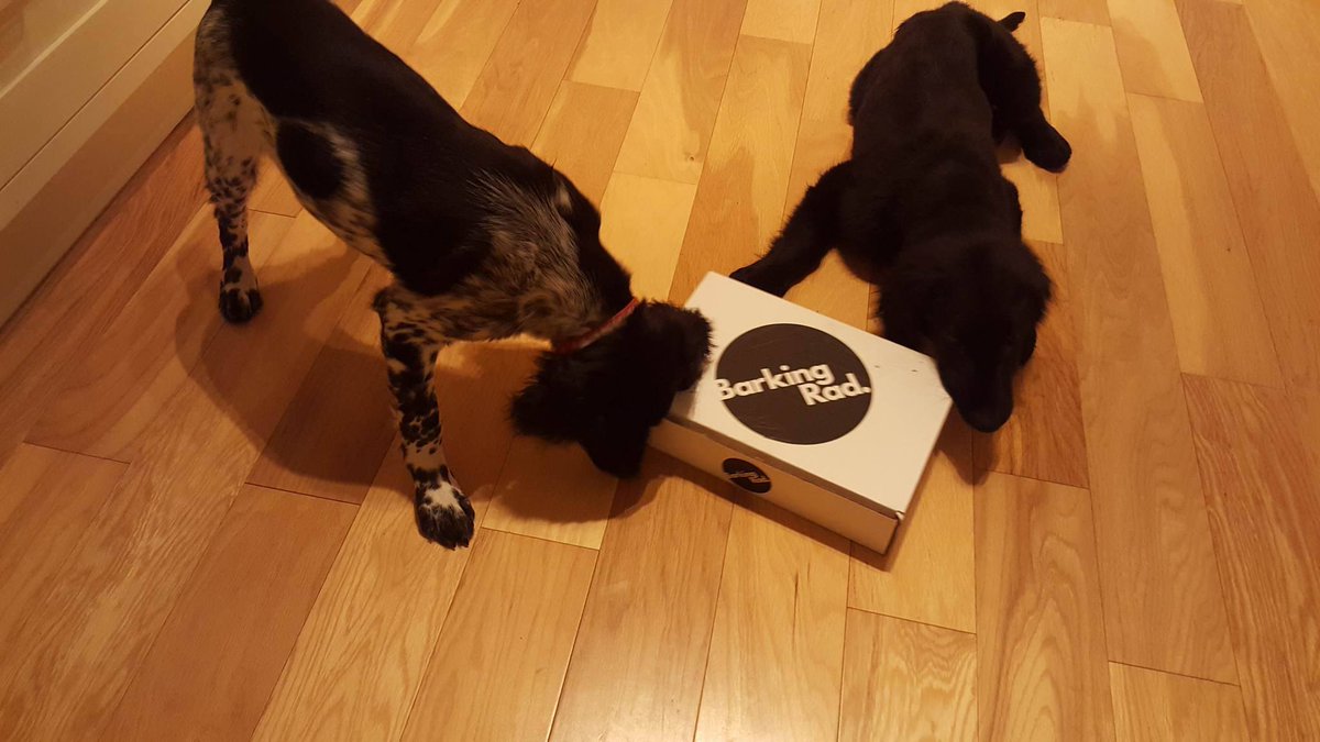 Barking_Rad's tweet photo. Ready, set ........... gooooooooooooooooooo! Two very happy customers. https://t.co/4EFzXQtlYn