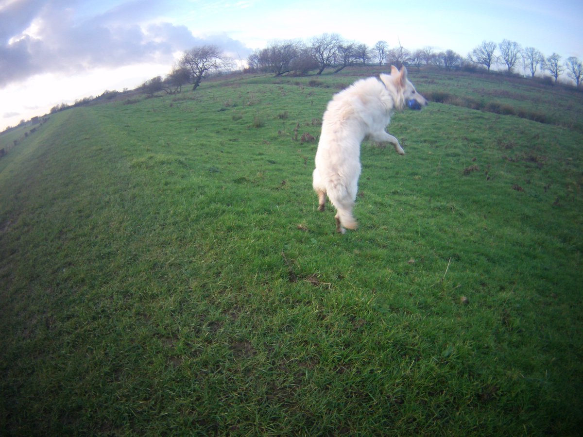Prudencethedog1's tweet photo. White dog got mooooooves #mitchellandweb #fitfam #fitspo https://t.co/NGjY54qy1E