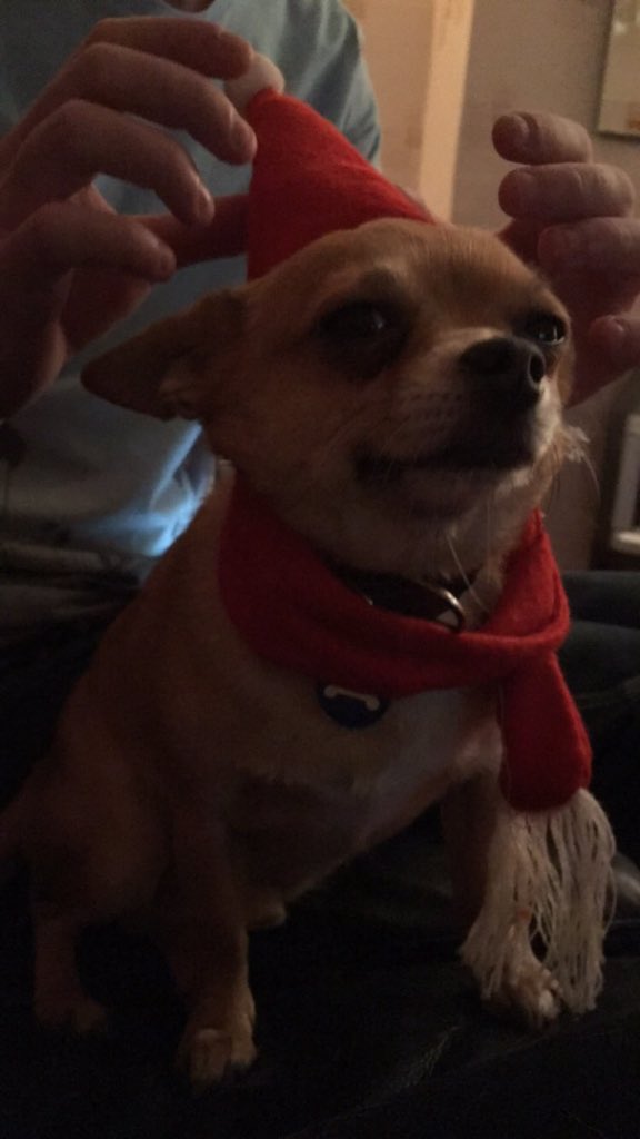 schirinlisaanne's tweet photo. crying at lewis's grandmas dog😭😭😭 https://t.co/QYjHaJuJeY