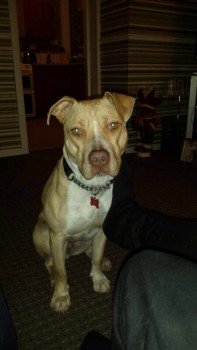 millypod1's tweet photo. #Lost #STOLEN #ScanMe Staffie Bull Terrier Cross Female #Middleton #Bowlee #Manchester #M24 https://t.co/MsfIUITSgi https://t.co/X87ovK2fpq