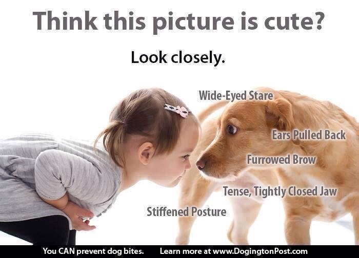 Aboriginal_CO's tweet photo. Learn youre dogs language, and do not let small children alone whit dogs. Unnessesary insidences happends to ofthen https://t.co/ZWuAK6oh69