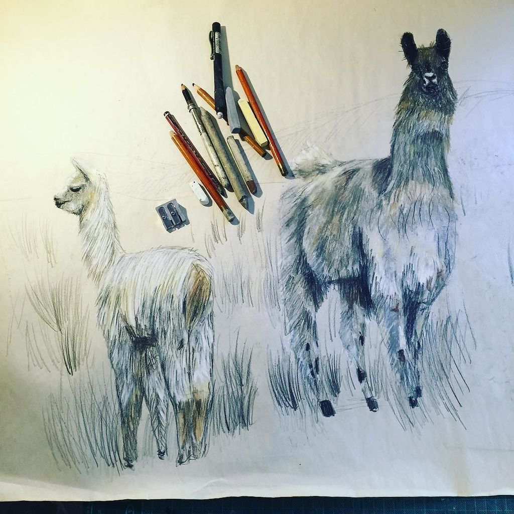 Tola_Navarro's tweet photo. Llamas. Trabajando para la exposicion de animales geometricos @llama #drawing #chileart #art #pencildrawing #sketch… https://t.co/OoeN0oWvvg