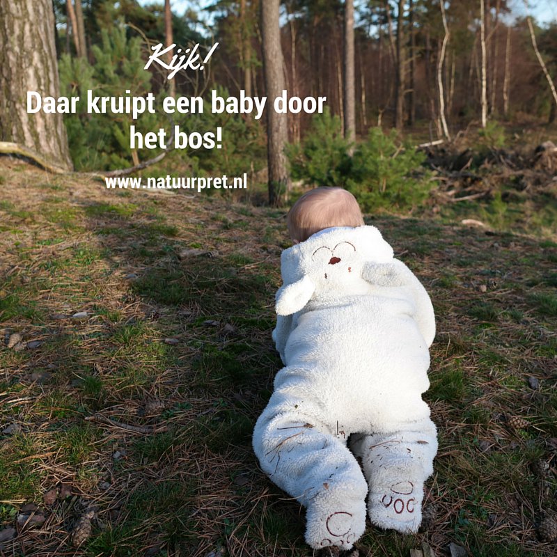 Speelt jouw #baby ook in het bos? Lees mijn blog Kijk er kruipt een baby in het #bos!   wqd.nl/TsWs