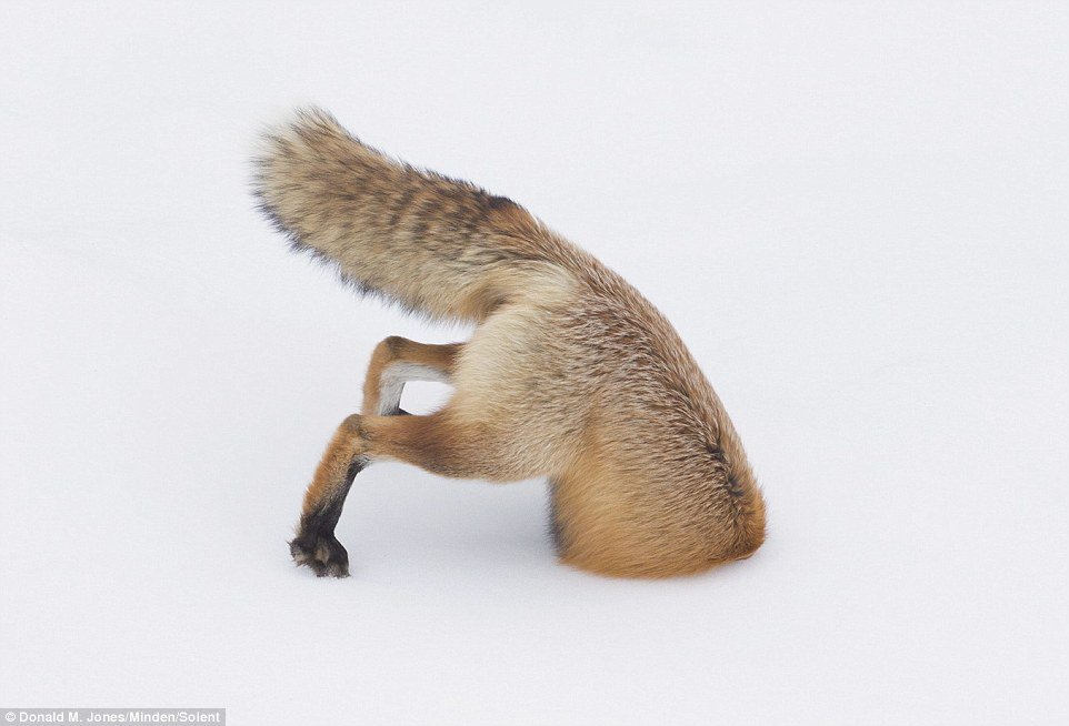 лиса уткнулась носом в снег. кот в снегу. лиса прыгает в снег. лиса в прыжке. мышкование лисы.