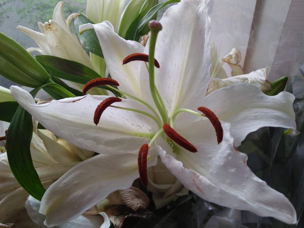 Terkeren 14 Gambar  Bunga  Lili  Setangkai Gambar  Bunga  Indah