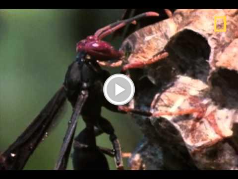 glyntaylor's tweet photo. Paper Wasp vs. Army Ant Horde https://t.co/393plgdnIP #staged https://t.co/PFgAZTt4YF