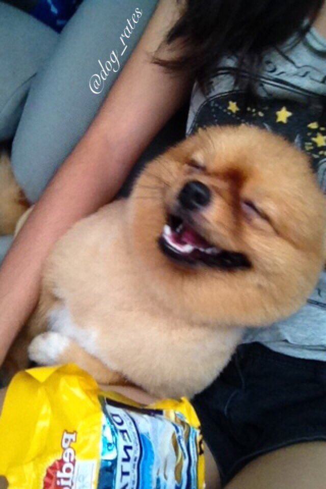 dog_rates's tweet photo. This is Toffee. He's a happy pupper. Appears dangerously fluffy. Extraordinarily spherical. 12/10 would pet firmly https://t.co/oEXEKt3MHu