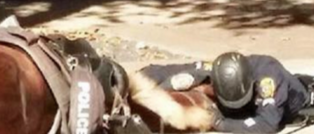 HorseNetwrk's tweet photo. Police Officer Clings to Fallen Horse in Her Final Moments https://t.co/JWH4sfxeEQ #madeuscry https://t.co/kwywUoW5NF