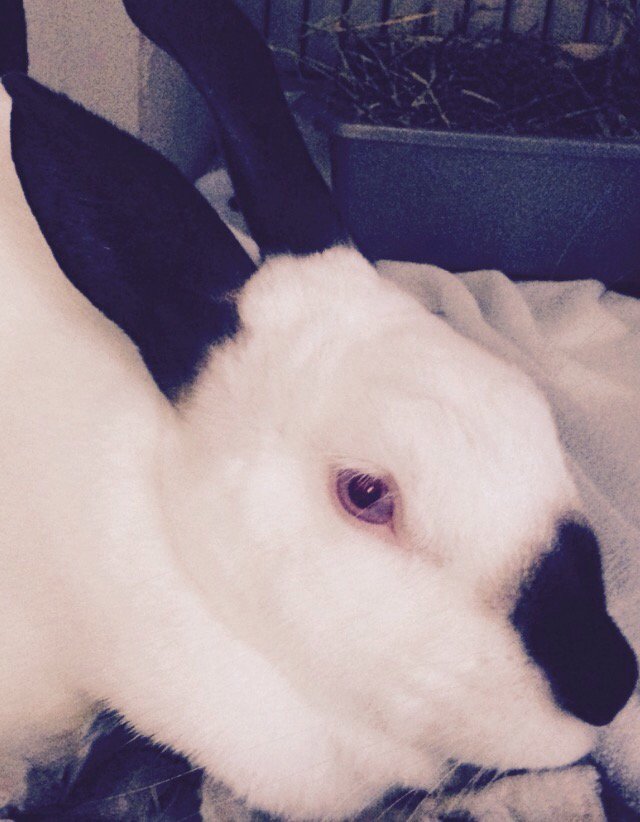 BunsBoutique's tweet photo. Glitter wishes everybun a safe and hoppy holiday! https://t.co/Nkth7LmvBH