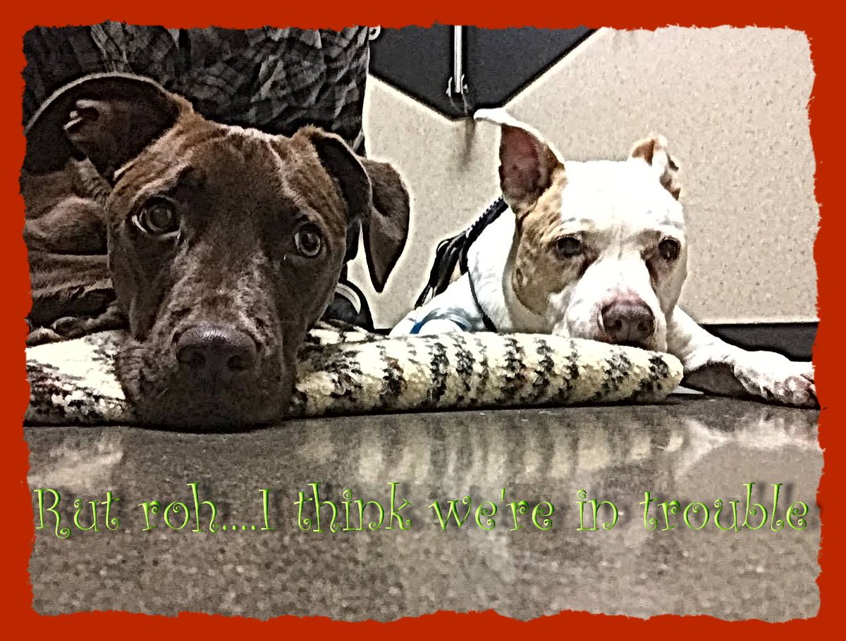 misplacedwings's tweet photo. #Guiltylooks from #SweetChariot and #Mara the #pitbulls. "Lay very still....maybe they won't notice us!" #trouble https://t.co/v28Yx3lGTW