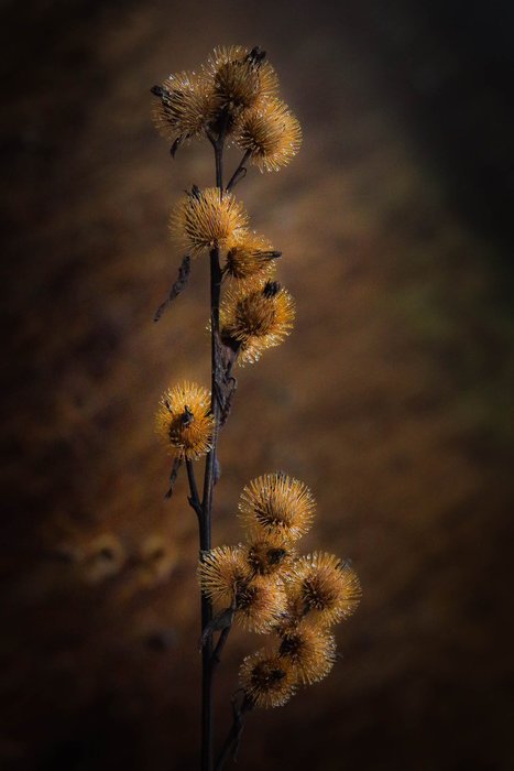 CaptureWI's tweet photo. Congrats Bob Haase for winning the POTD with "Burdock Kissed by the Morning Light!" https://t.co/71xlV8SK3h