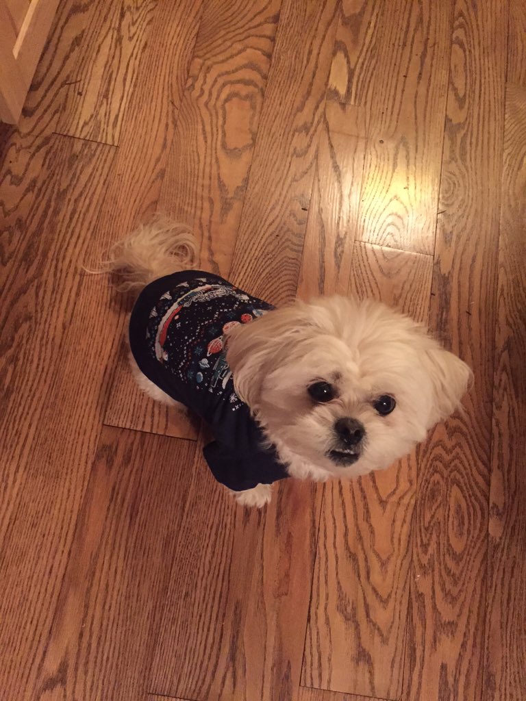alf6065's tweet photo. @lootcrate Pika(chu) loves her ugly sweater that came in her Christmas box! https://t.co/IksxtMdz6y
