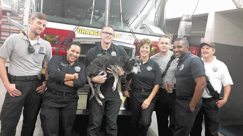 orlandosentinel's tweet image. Stranded dog rescued from pool on Christmas Eve thesent.nl/1QSUawW