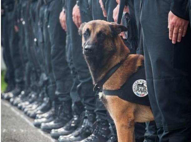 prensa_libre's tweet photo. Diesel, la perra que murió luego de #AtaquesParis, recibe medalla póstuma ► https://t.co/lAFWjSJgSc Vía @inter_pl https://t.co/KUQg9GsFLt