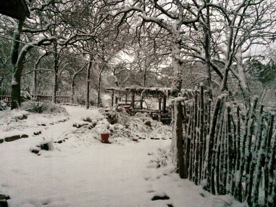 AHRobertHunter's tweet photo. Snow at the Homeplace!! #texasweather #snowday #americanhoggers #campbellshomeplace https://t.co/HcdCjXCsis