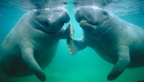 OurOcean's tweet image. 20 adorable photos of manatees doing manatee things #ManateeMonday ocean.ly/21edpEe